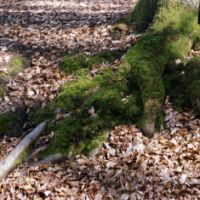 Patrizia Bonanzinga: Forme della Natura